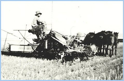 Julius Derksen Harvesting Wheat, Saskatchewan - 1932