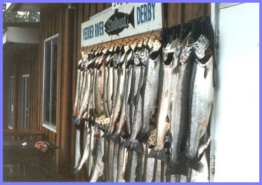 Vedder River Steelhead Derby 1986