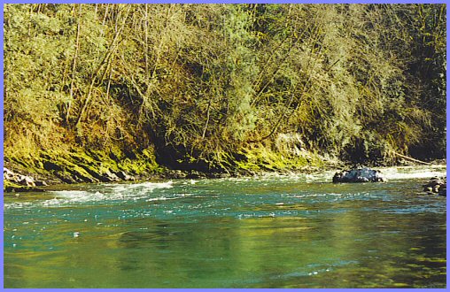 Vedder River - Allison Pool