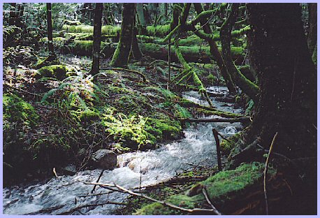 Mountain Stream, Vedder Mountain